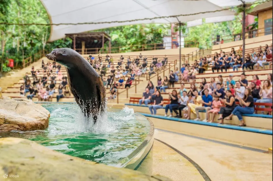 Splash Safari Experience